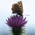 Kleine Vuurvlinder - Lycaena phlaeas