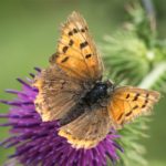 Kleine Vuurvlinder - Lycaena phlaeas