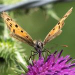 Kleine Vuurvlinder - Lycaena phlaeas