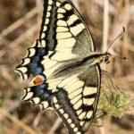 Koninginnepage - Papilio machaon