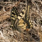 Koninginnepage - Papilio machaon