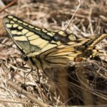 Koninginnepage - Papilio machaon