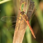 Kempense Heidelibel - Sympetrum depressiusculum