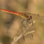 Korenbouten - Kempense Heidelibel - Sympetrum depressiusculum