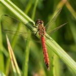 Korenbouten - Kempense Heidelibel - Sympetrum depressiusculum