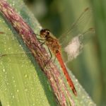 Korenbouten - Kempense Heidelibel - Sympetrum depressiusculum