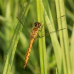 Korenbouten - Kempense Heidelibel - Sympetrum depressiusculum