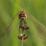 Korenbouten - Kempense Heidelibel - Sympetrum depressiusculum