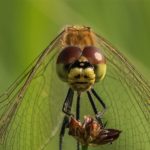 Korenbouten - Kempense Heidelibel - Sympetrum depressiusculum