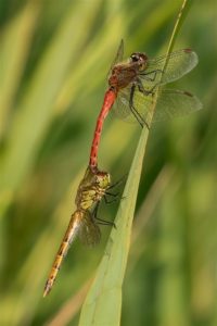 Korenbouten - Kempense Heidelibel - Sympetrum depressiusculum