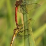 Korenbouten - Kempense Heidelibel - Sympetrum depressiusculum