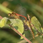 Korenbouten - Kempense Heidelibel - Sympetrum depressiusculum