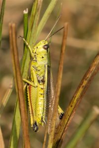 Moerassprinkhaan - Stethophyma grossum