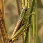 Moerassprinkhaan - Stethophyma grossum