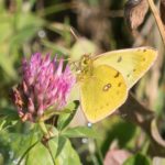 Oranje Luzernevlinder - Colias croceus