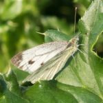 Scheefbloemwitje - Pieris mannii - (Weerribben)