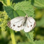 Scheefbloemwitje - Pieris mannii - (Weerribben)