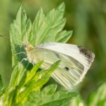 Scheefbloemwitje - Pieris mannii - (Weerribben)