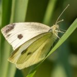 Scheefbloemwitje - Pieris mannii - (Weerribben)