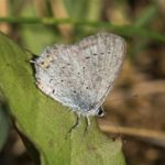 Lycaenidae - Staartblauwtje - Cupido argiades