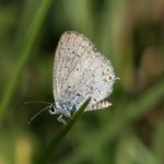 Lycaenidae - Staartblauwtje - Cupido argiades