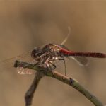 Steenrode Heidelibel - Sympetrum vulgatum