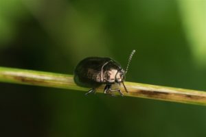 Voorjaarsgoudhaantje - Chrysolina oricalcia