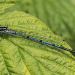 Azuurwaterjuffer -Coenagrion puella - man