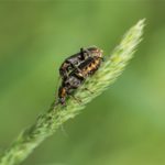 Zwart Soldaatjes - Cantharis obscura - paradoxa