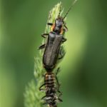 Zwart Soldaatjes - Cantharis obscura - paradoxa