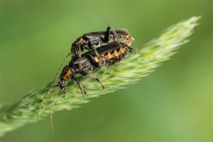 Zwart Soldaatjes - Cantharis obscura - paradoxa