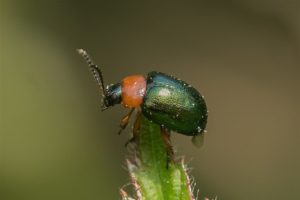 Duizendknoophaantje - Gastrophysa polygoni