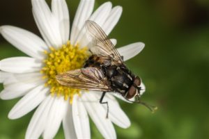 Echte Vliegen - Graphomya maculata