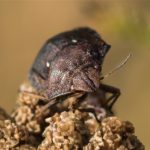 Gewone Pantserwants - Eurygaster testudinaria