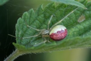 Gewone of Vergeten Tandkaak - Enoplognatha ovatalatimana