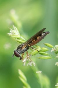 Gewoon Platvoetje - Platycheirus clypeatus