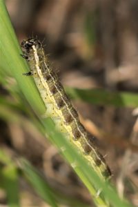 Kleine voorjaarsuil - Orthosia cruda