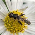 Menuetzweefvlieg - Syritta pipiens