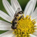 Menuetzweefvlieg - Syritta pipiens