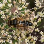 Zweefvlieg - Kegelbijvlieg - Eristalis pertinax