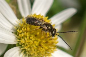 Parkbronsgroefbij - Halictus tumulorum