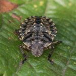 Roodpootschildwants - Pentatoma rufipes