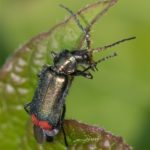 Roodtipbasterdweekschild - Malachius bipustulatus