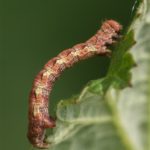 Rups - Grote wintervlinder - Erannis defoliaria