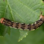 Rups - Grote wintervlinder - Erannis defoliaria