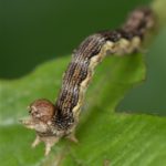 Rups - Grote wintervlinder - Erannis defoliaria