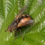 Woeste Sluipvlieg -Tachina fera/magnicornis