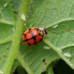 Zwartstreeplieveheersbeestje - Adalia conglomerata