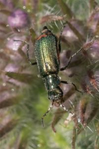 Bloemweekschilden -Cordylepherus viridis