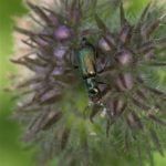 Bloemweekschilden -Cordylepherus viridis